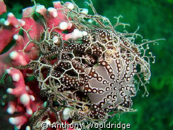 Basket star on noble coral. Taken at Crossroads reef in P... by Anthony Wooldridge 